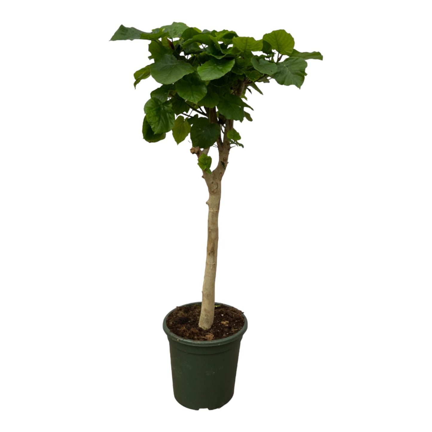 Ficus Umbellata - Zimmerpflanze - Ø33cm, 130cm - Afrikanischer Feigenbaum - grüne-wurzel