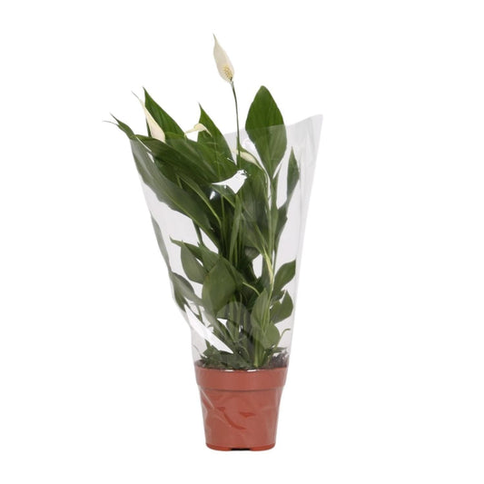 Friedenslilie Spathiphyllum Alana - Luftreinigende Eleganz in Ø12cm Topf, Höhe 45cm grüne Zimmerpflanze - grüne-wurzel