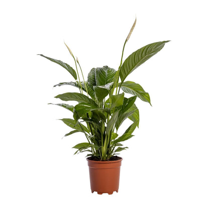 Große Spathiphyllum 'Bingo Cupido' - Luftreinigende Friedenslilie, Ø19cm Topf, Höhe 80cm grüne Zimmerpflanze - grüne-wurzel