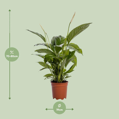 Große Spathiphyllum 'Bingo Cupido' - Luftreinigende Friedenslilie, Ø19cm Topf, Höhe 80cm grüne Zimmerpflanze - grüne-wurzel