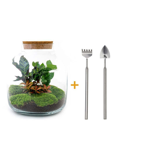 Komplett-Set DIY-Terrarium 'Billie Botanical' – ↕30 cm – inklusive Werkzeugset - grüne-wurzel