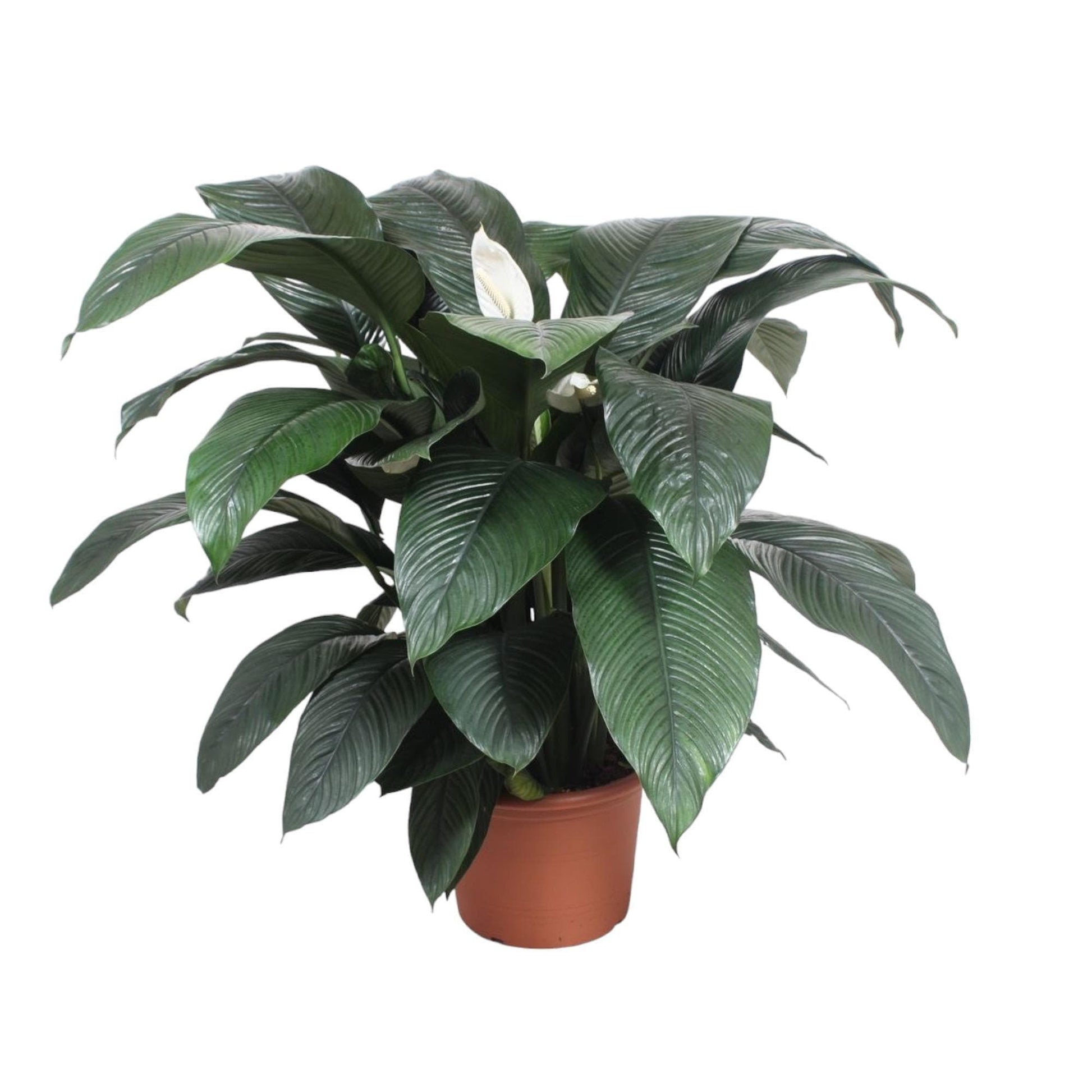 Luftreinigende Spathiphyllum Sensation - Elegante Friedenslilie, 140 cm Höhe, Ø45 cm Topf grüne Zimmerpflanze - grüne-wurzel