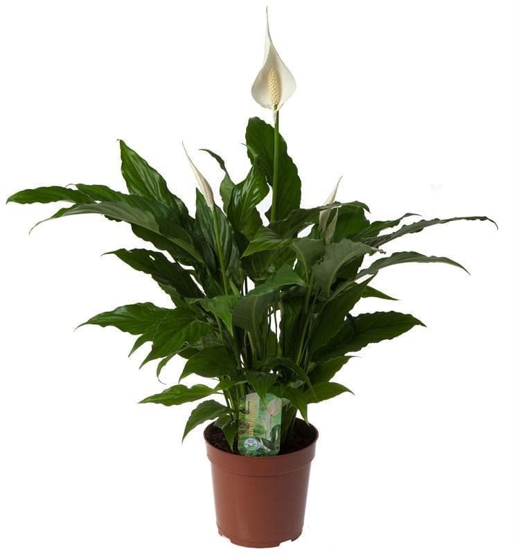 Luftreinigende Spathiphyllum 'Sweet Chico' - Charmante Friedenslilie Ø17cm, Höhe 60cm grüne Zimmerpflanze - grüne-wurzel