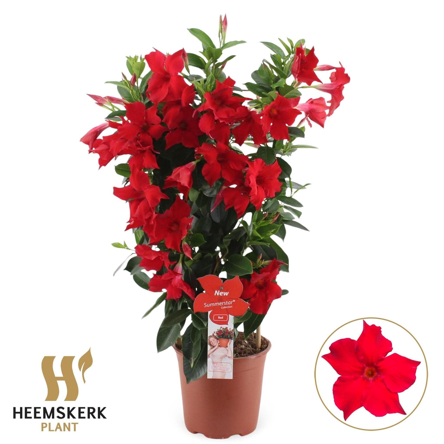 Mandevilla Summerstar Roter Spalier P19 - Durchmesser: 19 cm - Höhe: 75 cm - Blühende Kletterpflanze, Zimmerpflanze, Balkonpflanze, Dipladenia - grüne-wurzel