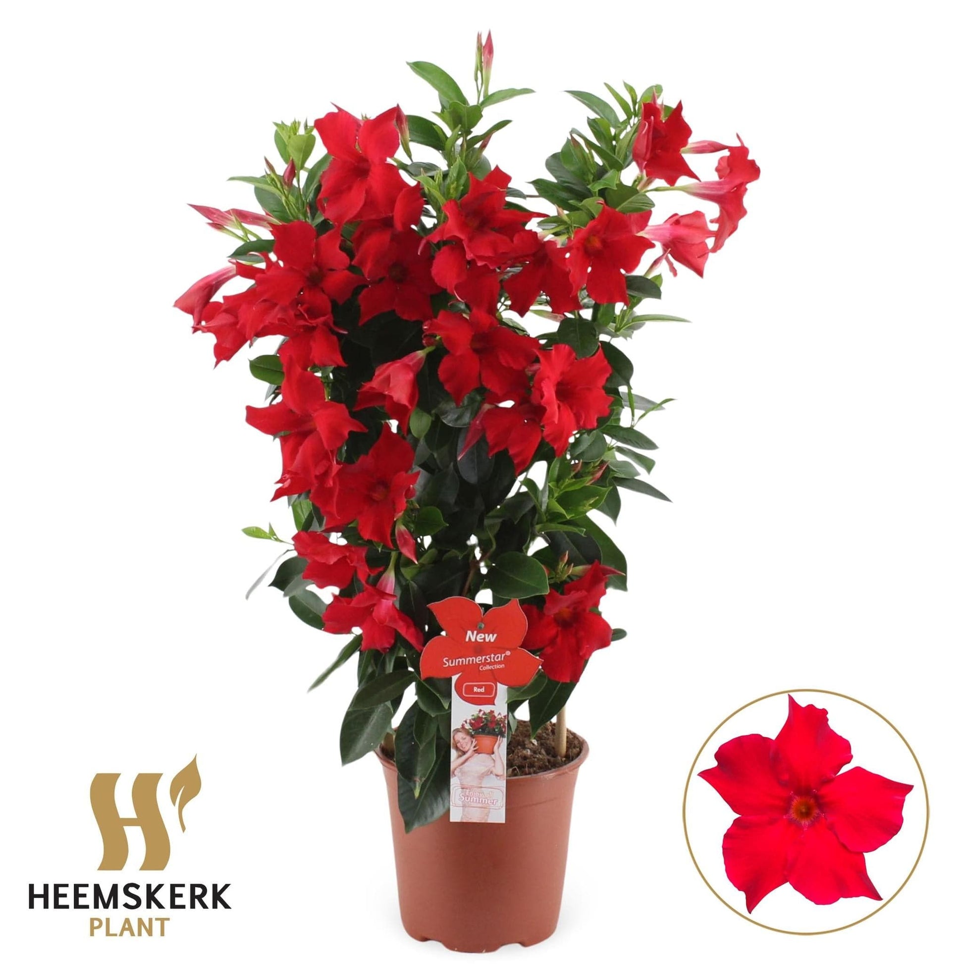 Mandevilla Summerstar Roter Spalier P19 - Durchmesser: 19 cm - Höhe: 75 cm - Blühende Kletterpflanze, Zimmerpflanze, Balkonpflanze, Dipladenia - grüne-wurzel