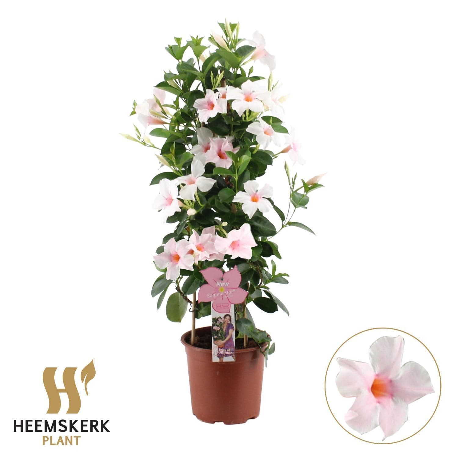 Mandevilla Sundaville Cream Pink am Spalier Dipladenia - Durchmesser: 14 cm - Höhe: 40 cm - Balkonpflanze, Zimmerpflanze, Blühwunder - grüne-wurzel