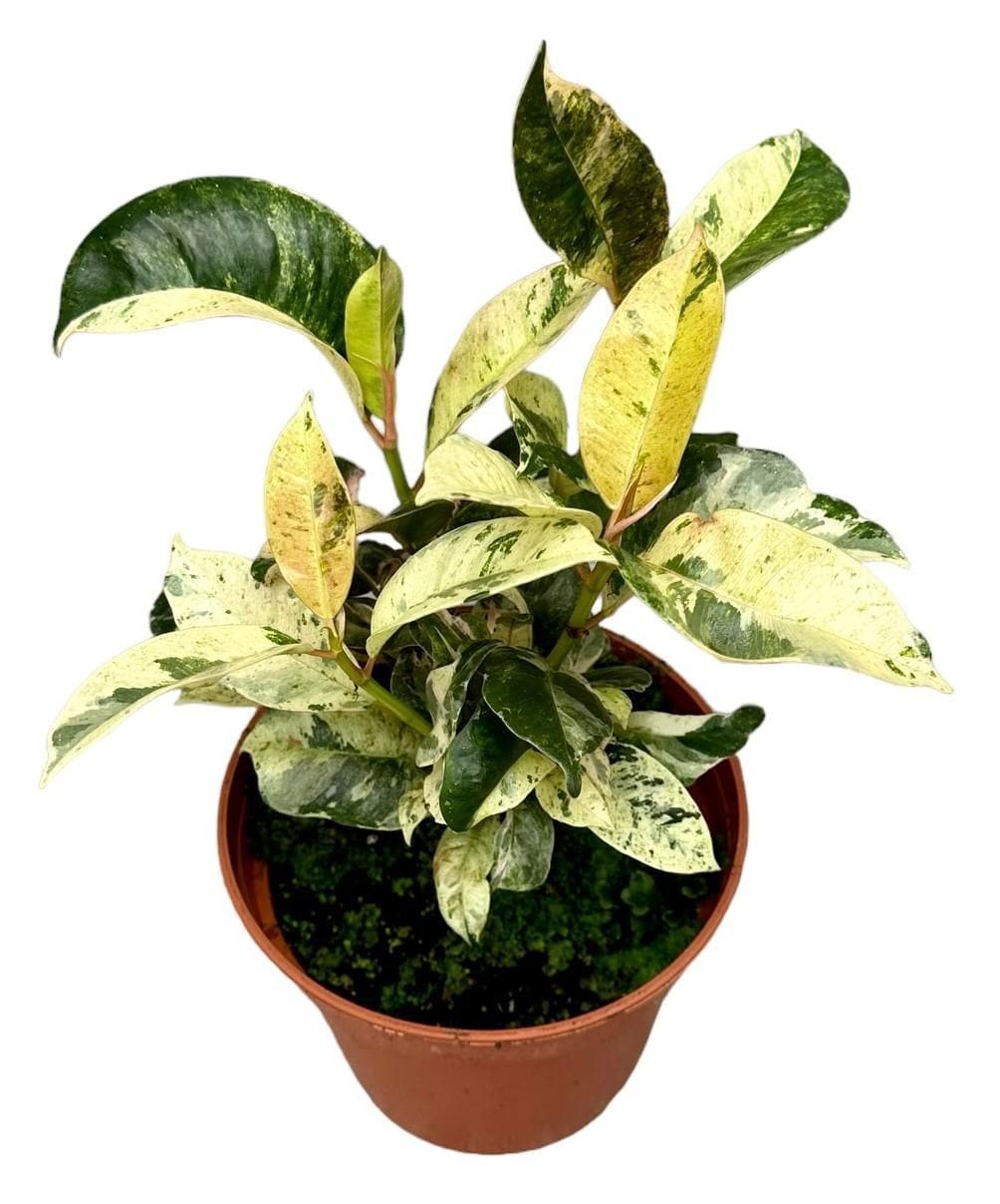 Mondschein Ficus Shivereana - Zimmerpflanze - Ø14 cm - 30 cm hoch - grüne-wurzel