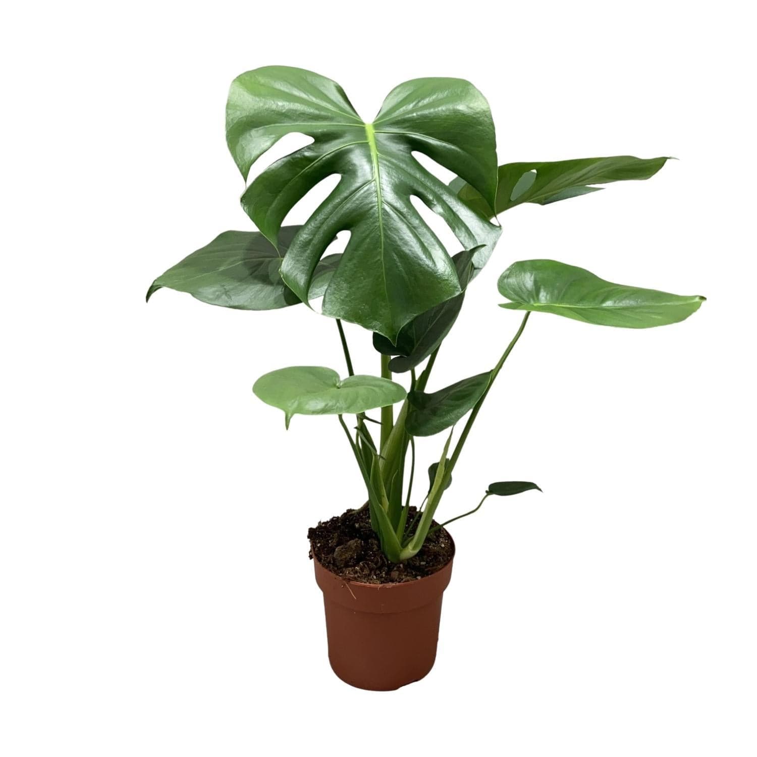 Monstera Deliciosa Busch Zimmerpflanze - 55cm, Ø17cm - grüne-wurzel