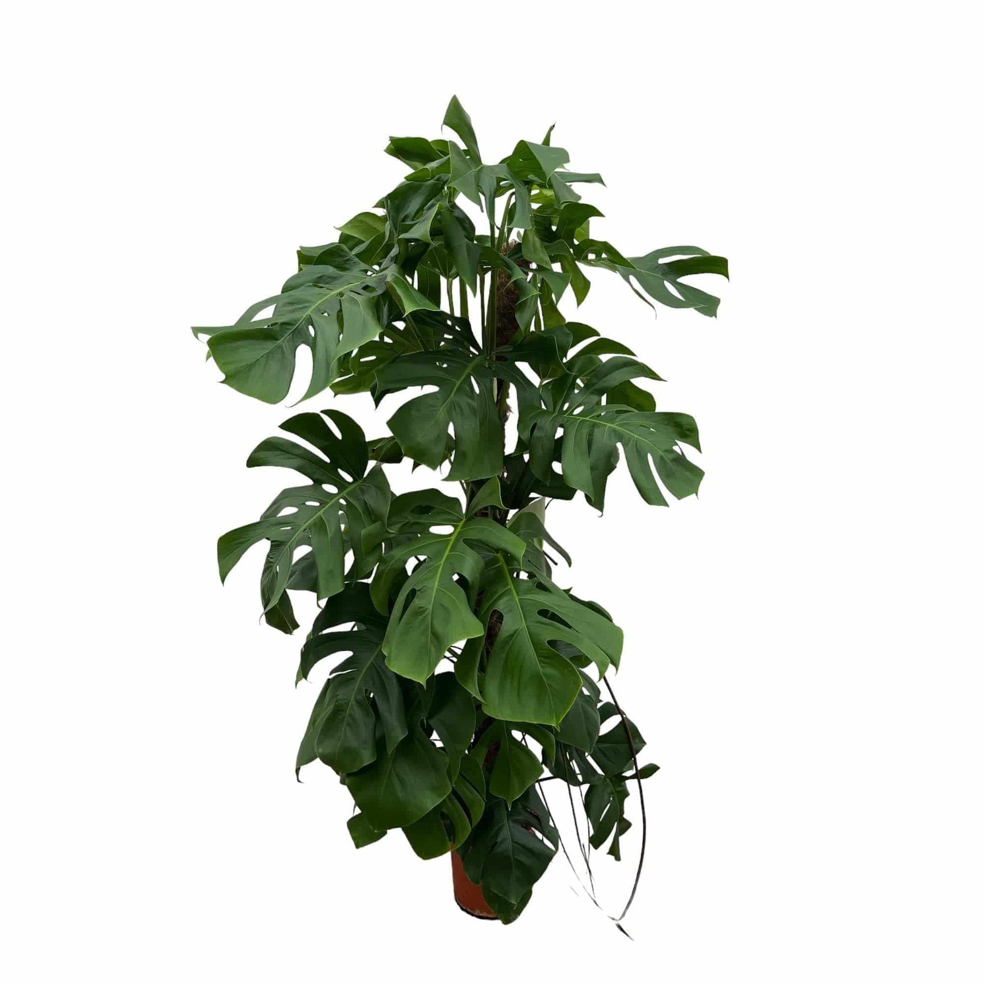 Monstera Deliciosa Fensterblatt 150cm Grün Zimmerpflanze Ø27 - grüne-wurzel