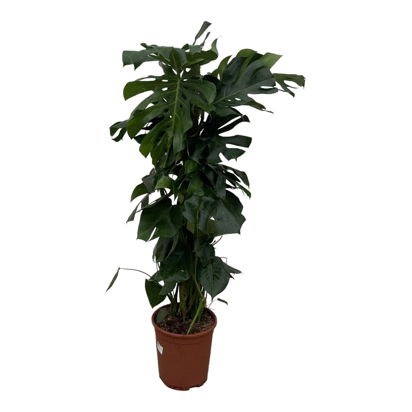 Monstera Deliciosa Fensterblatt 150cm Grün Zimmerpflanze Ø27 - grüne-wurzel