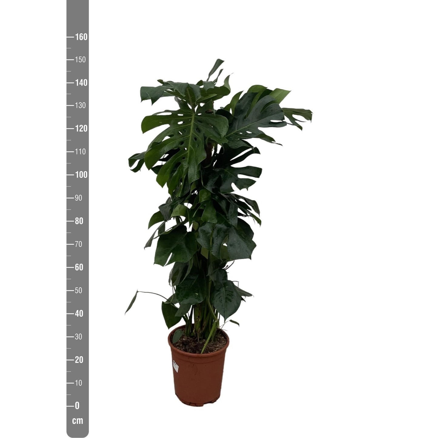 Monstera Deliciosa Fensterblatt 150cm Grün Zimmerpflanze Ø27 - grüne-wurzel