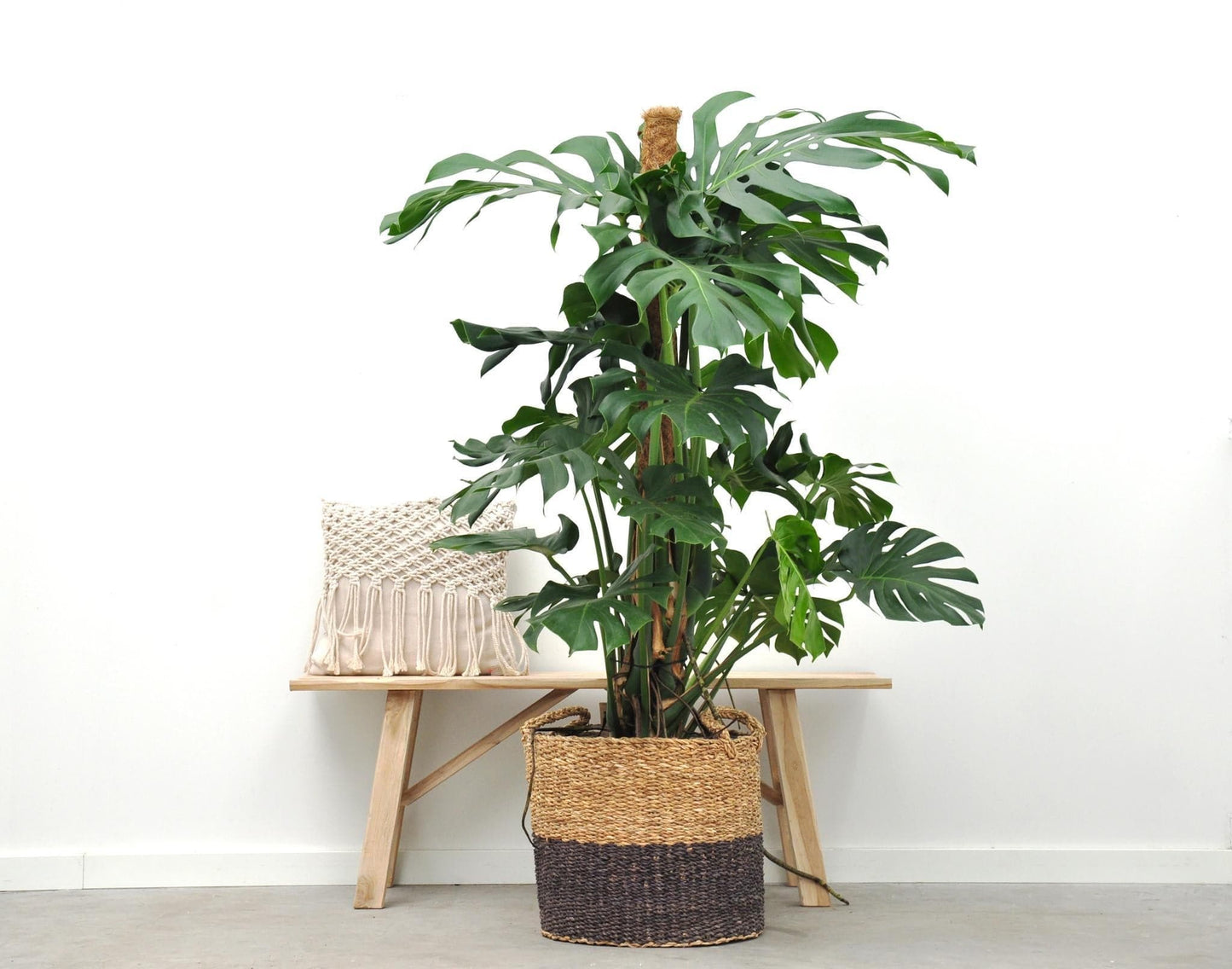 Monstera Deliciosa Fensterblatt 150cm Grün Zimmerpflanze Ø27 - grüne-wurzel