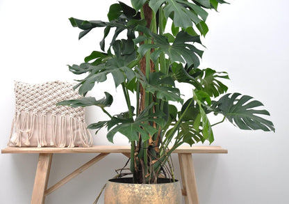 Monstera Deliciosa Fensterblatt 150cm Grün Zimmerpflanze Ø27 - grüne-wurzel