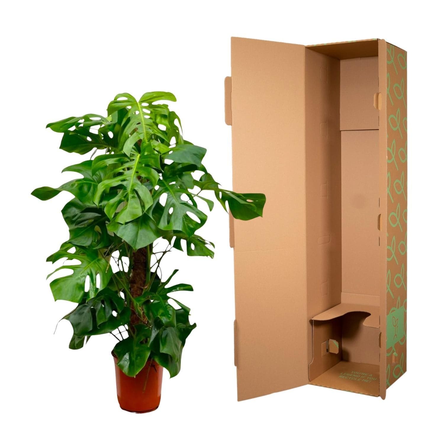 Monstera Deliciosa Fensterblatt 150cm Grün Zimmerpflanze Ø27 - grüne-wurzel