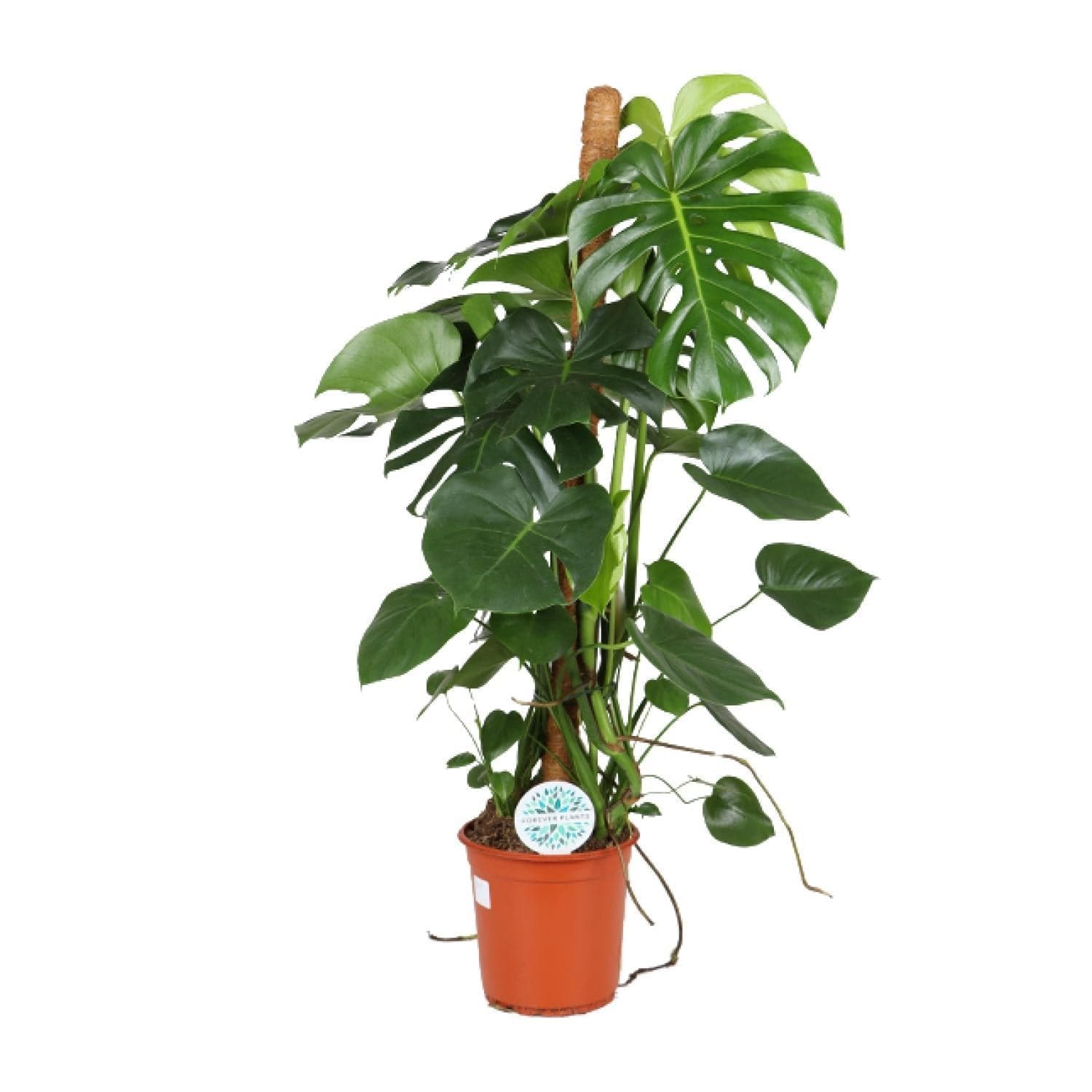 Monstera Deliciosa Zimmerpflanze - 105cm, Ø24cm Topf, Grün - grüne-wurzel