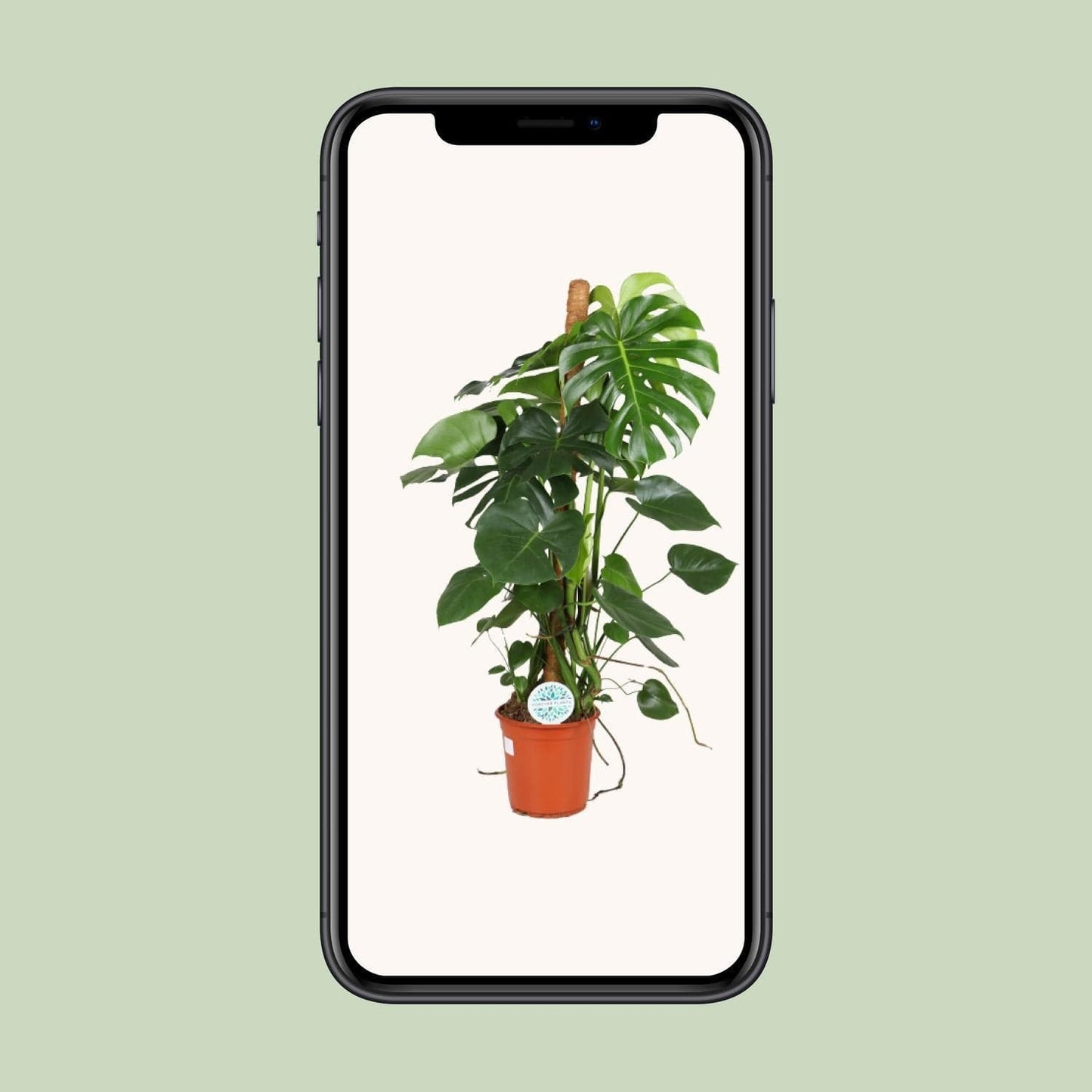 Monstera Deliciosa Zimmerpflanze - 105cm, Ø24cm Topf, Grün - grüne-wurzel