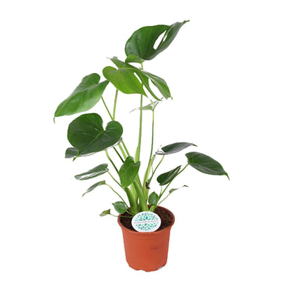 Monstera Deliciosa Zimmerpflanze - 45cm, Ø14cm Topf - grüne-wurzel