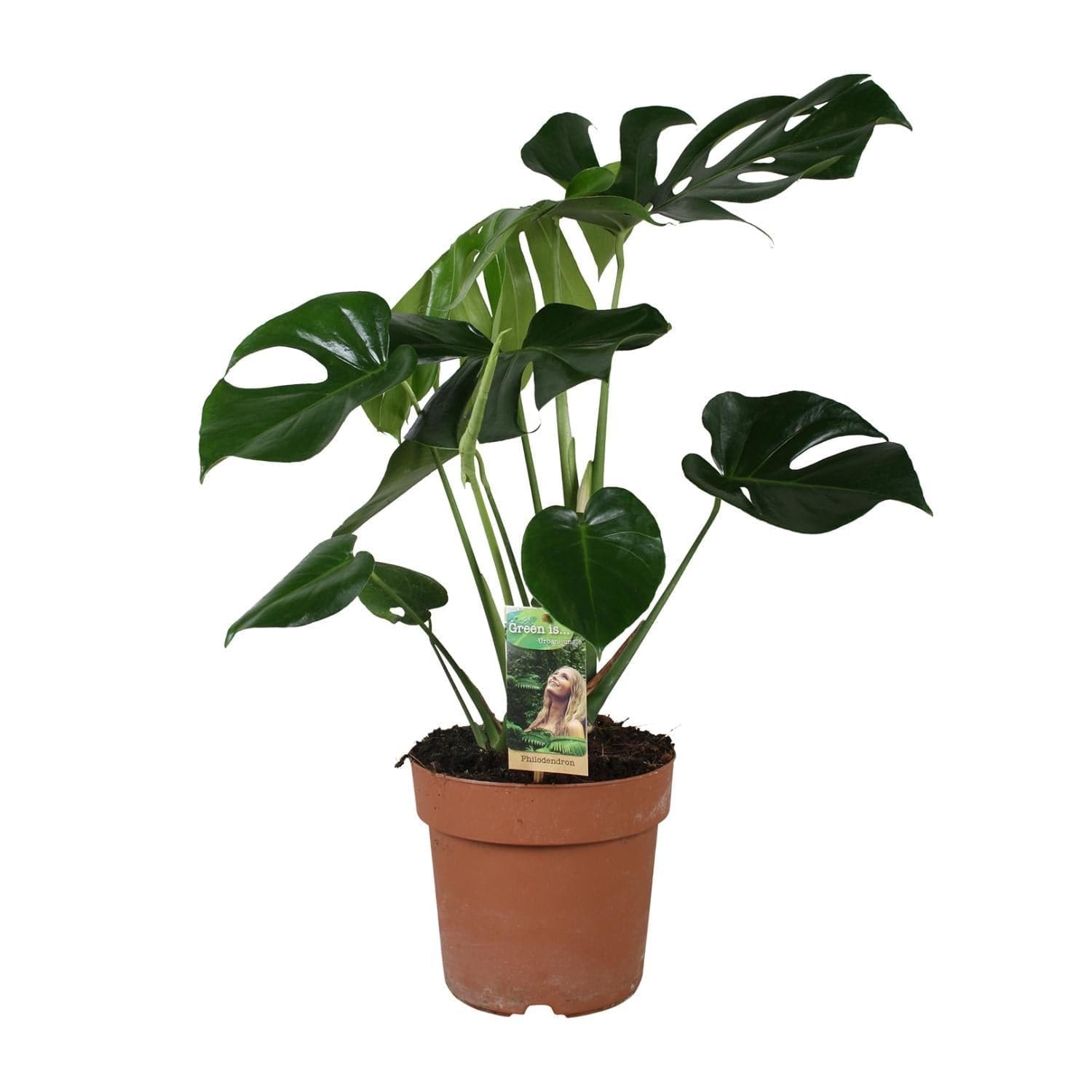 Monstera Deliciosa Zimmerpflanze - Ø21cm, 80cm hoch, Grün - grüne-wurzel