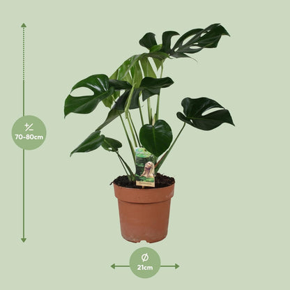 Monstera Deliciosa Zimmerpflanze - Ø21cm, 80cm hoch, Grün - grüne-wurzel