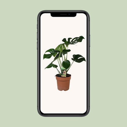 Monstera Deliciosa Zimmerpflanze - Ø21cm, 80cm hoch, Grün - grüne-wurzel