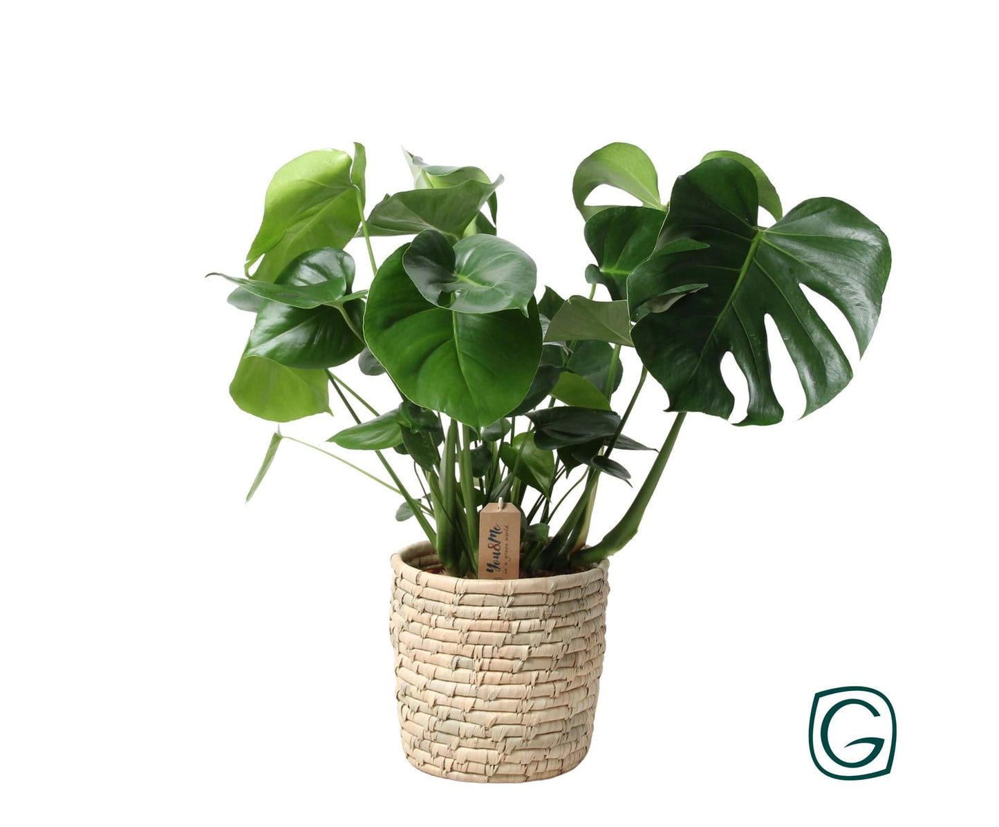 Monstera Fensterblatt 60cm Grün Zimmerpflanze im Palmenblattkorb Ø21 Beige - grüne-wurzel