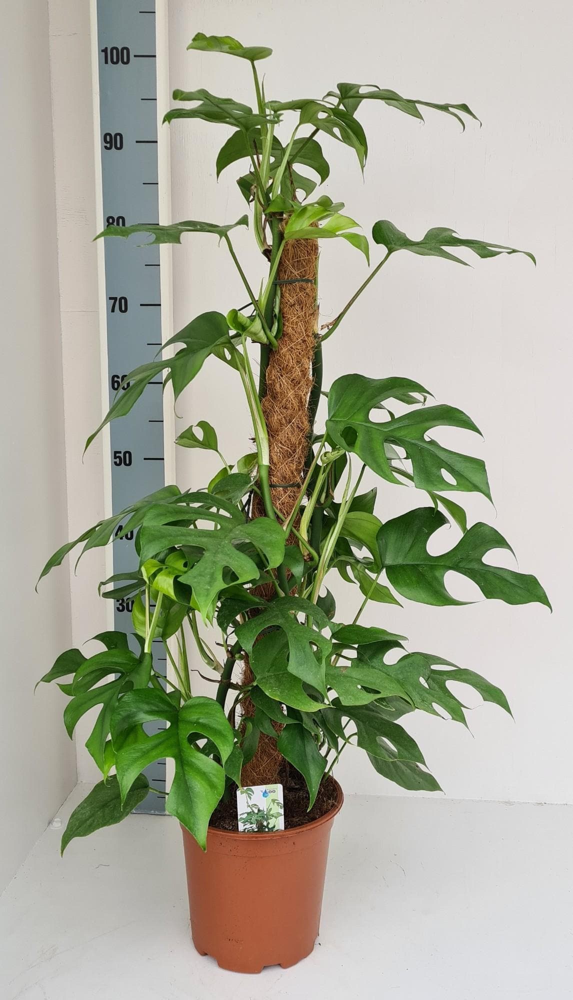 Monstera Minima Fensterblatt 90cm Grün Zimmerpflanze - grüne-wurzel