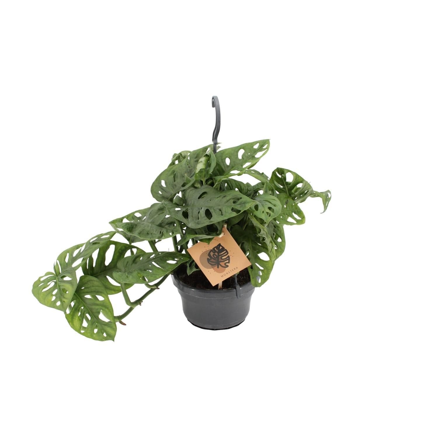 Monstera Monkey Blatt Zimmerpflanze - 30cm, Ø14cm Topf - grüne-wurzel