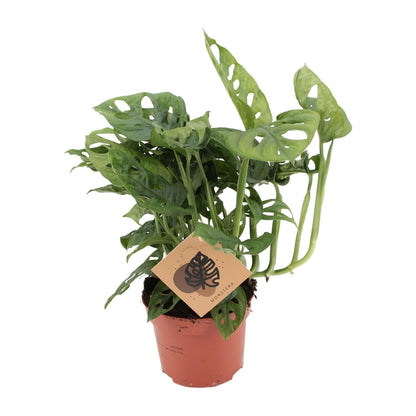 Monstera Monkey Zimmerpflanze - Ø12cm, 30cm hoch, Grün - grüne-wurzel