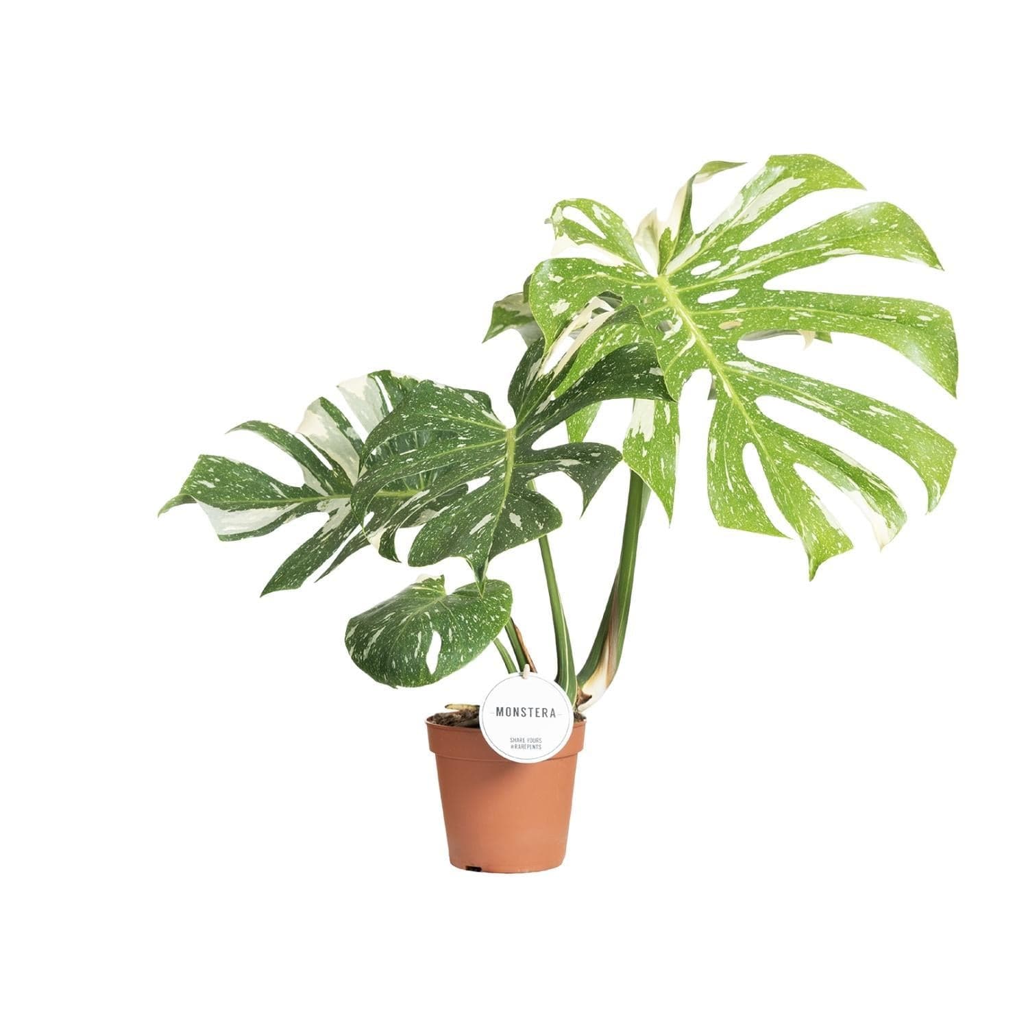 Monstera Thai Constellation Zimmerpflanze - 50cm, Ø15cm Topf, Variegiert - grüne-wurzel