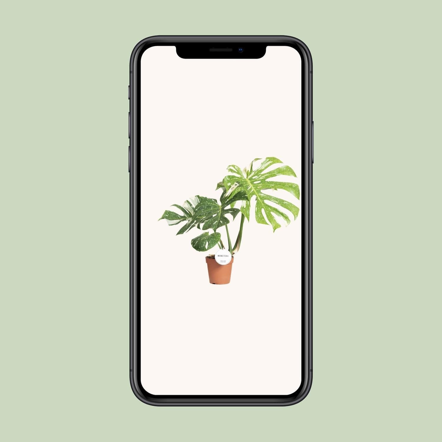 Monstera Thai Constellation Zimmerpflanze - 50cm, Ø15cm Topf, Variegiert - grüne-wurzel