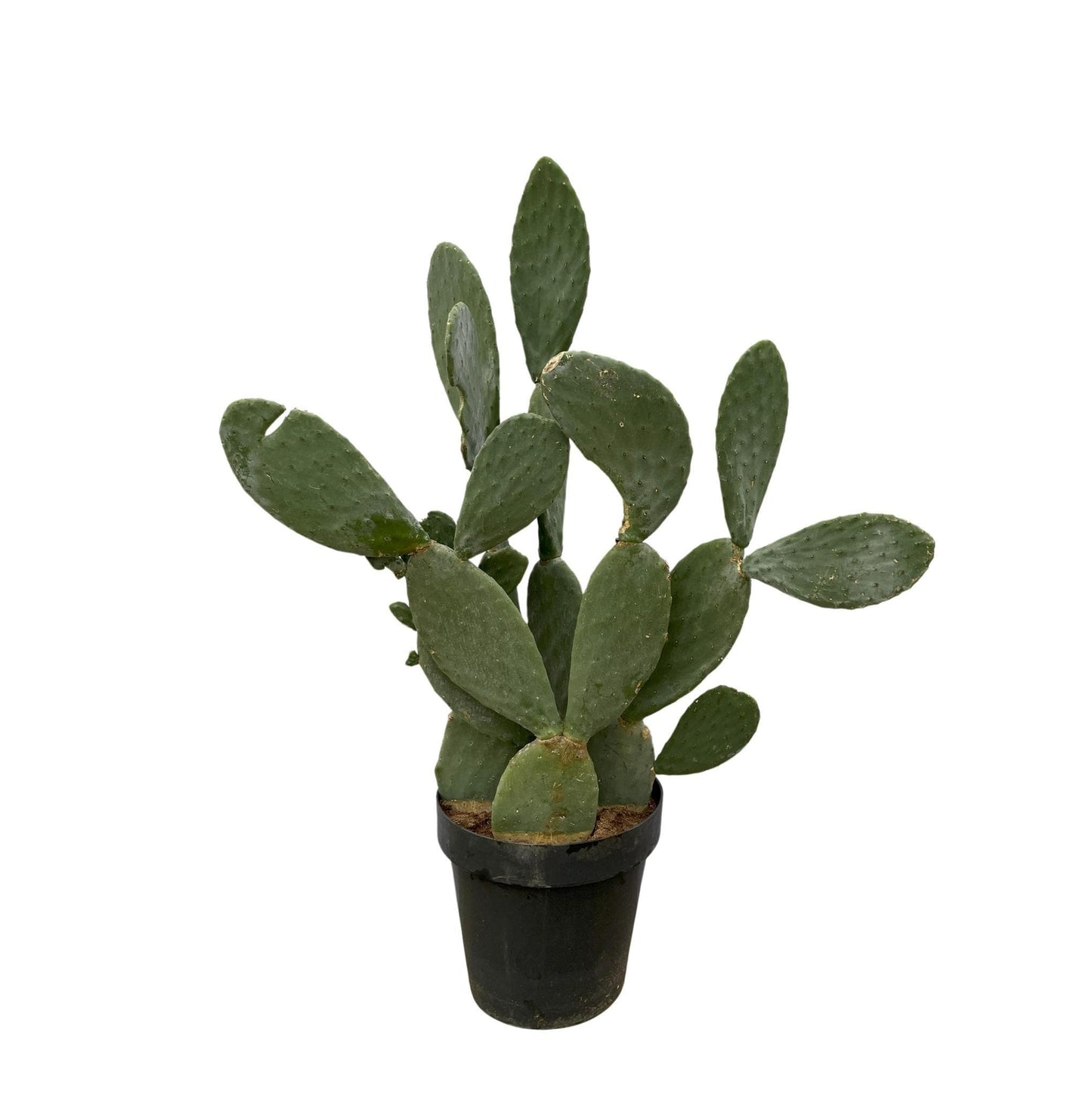 Opuntia Ficus-Indica - Zimmerpflanze - Kaktus -  140 cm - Ø50 cm - grüne-wurzel