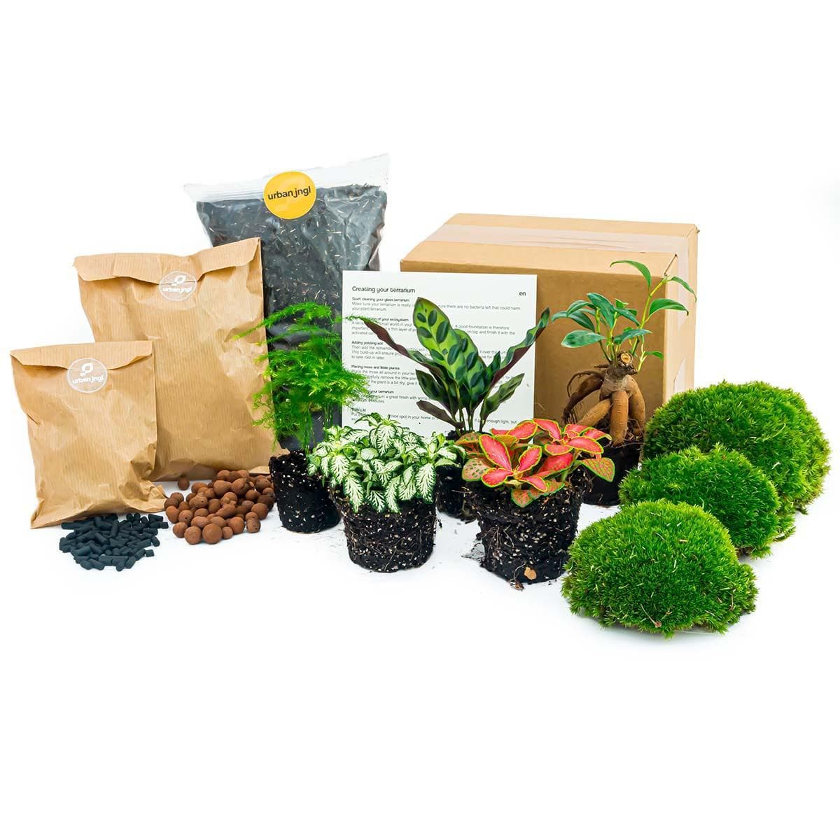 Pflanzenterrarium Paket - Lancifolia - Bonsai - Spargel - 5 Pflanzen - Nachfüllung & Starterpaket - DIY - grüne-wurzel