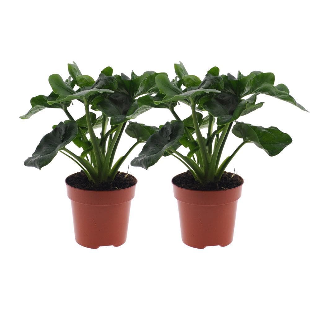 Philodendron Atom Duo - Topfgröße Ø12cm, Höhe ↕25cm - Dekorative Luftreinigende grüne Zimmerpflanzen - grüne-wurzel