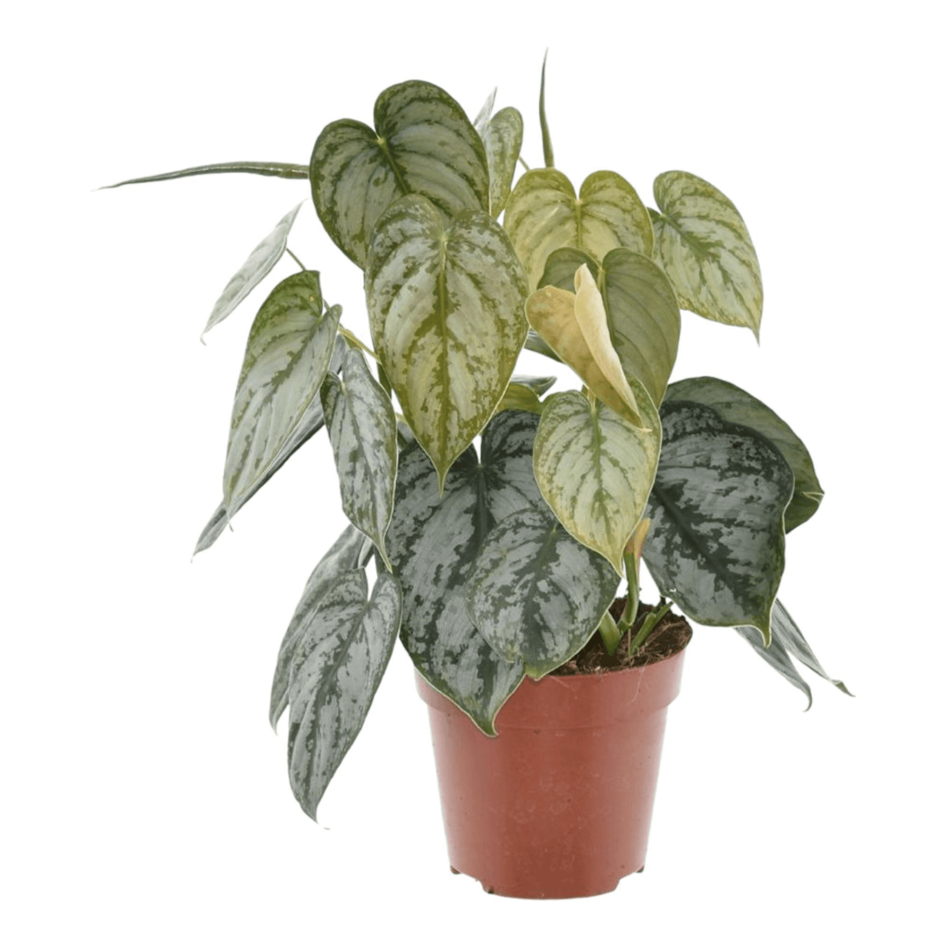 Philodendron Brandtianum 'Silver Leaf' - Elegante Innenraumbegrünung - Ø12cm Topf, Höhe 35cm grüne Zimmerpflanze - grüne-wurzel