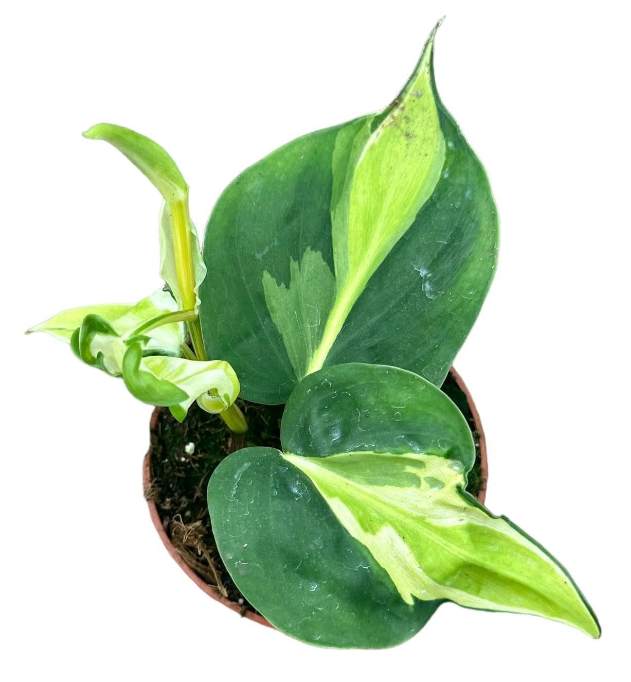 Philodendron Cream Splash – Dekorative Grünpflanze, Topf Ø10,5cm, Höhe 15cm grüne Zimmerpflanze Hell Dunkel Grün - grüne-wurzel