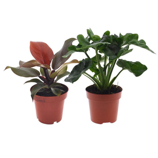 Philodendron Duo 'Sunlight' & 'Atom' – 2er Set, Ø12cm Topf, ↕25cm – Exklusive grüne Zimmerpflanzenkollektion - grüne-wurzel