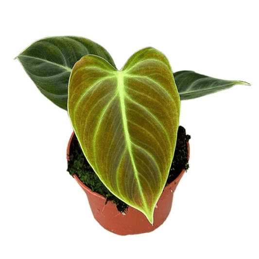 Philodendron El Choco Red - Atemberaubende Zimmerpflanze Ø10,5cm, Höhe ↕15cm - Exotischer Grünschmuck Grün Rot - grüne-wurzel