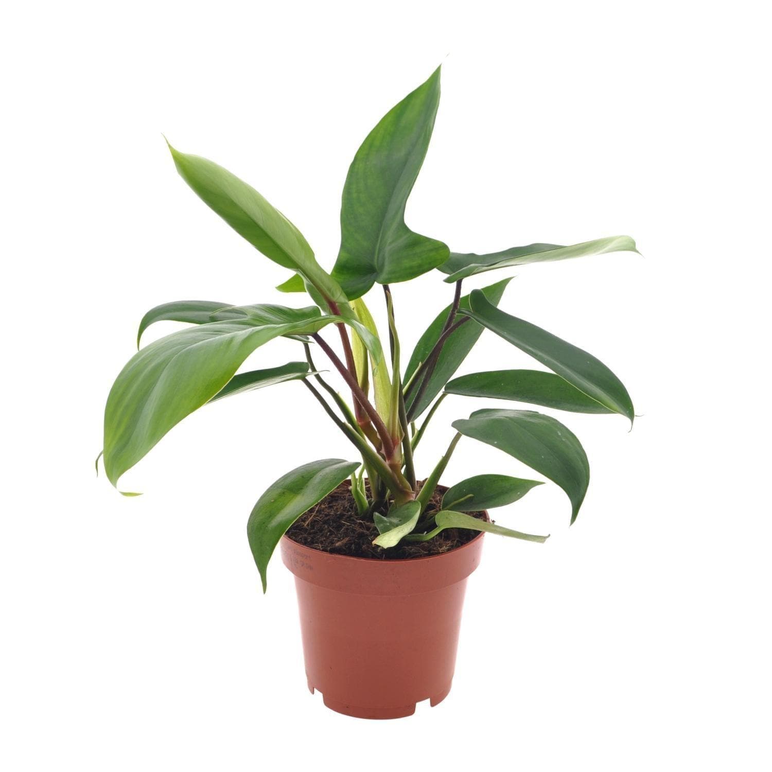 Philodendron Florida Green - Lebendige Grünpflanze - Topf Ø12cm - Höhe ↕25cm - Für Büro und Zuhause grüne Zimmerpflanze - grüne-wurzel