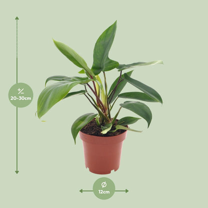 Philodendron Florida Green - Lebendige Grünpflanze - Topf Ø12cm - Höhe ↕25cm - Für Büro und Zuhause grüne Zimmerpflanze - grüne-wurzel