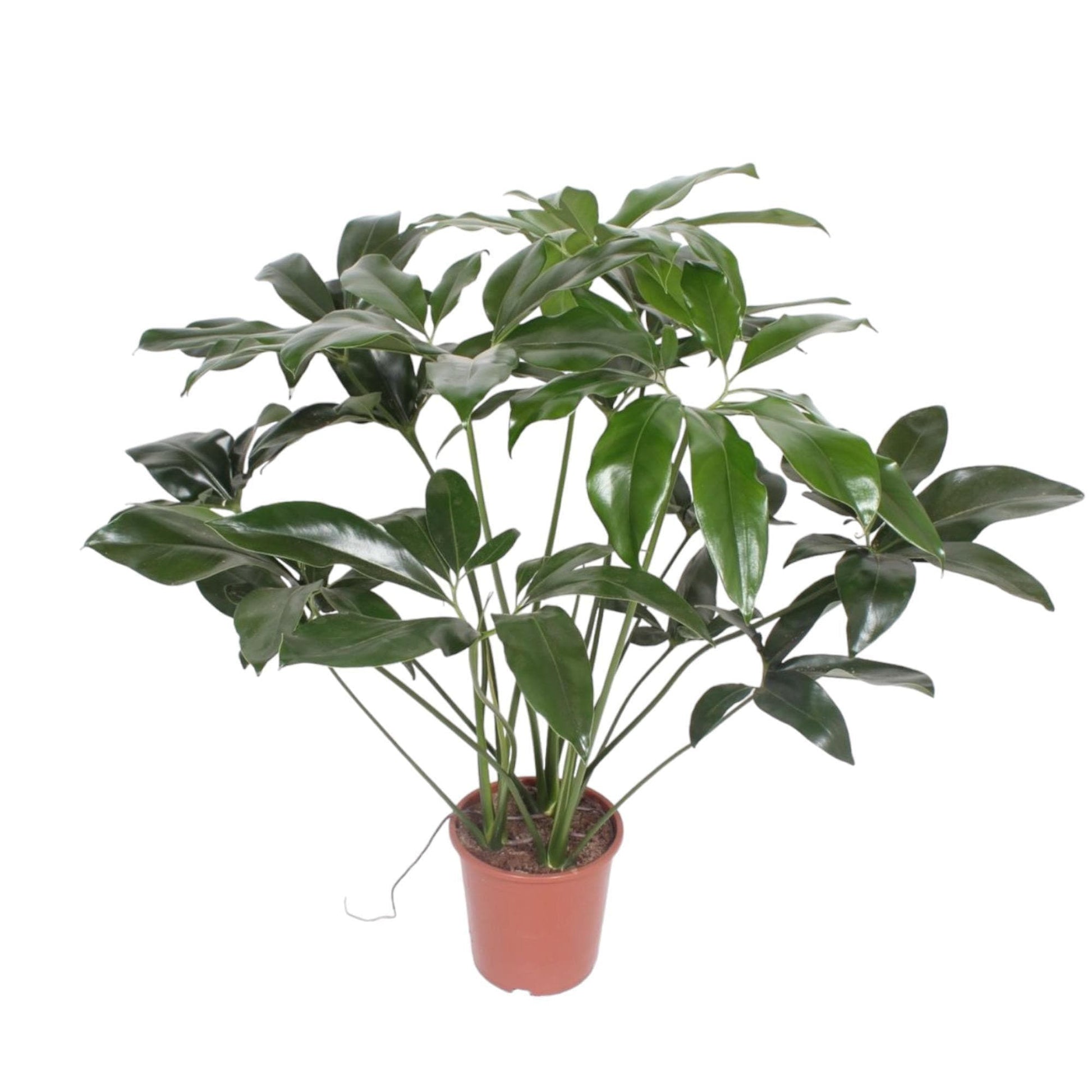 Philodendron Green Wonder - Großblättrige Zimmerpflanze - H: 120cm, Ø: 27cm - Luftreiniger Grünes Wunder - grüne-wurzel