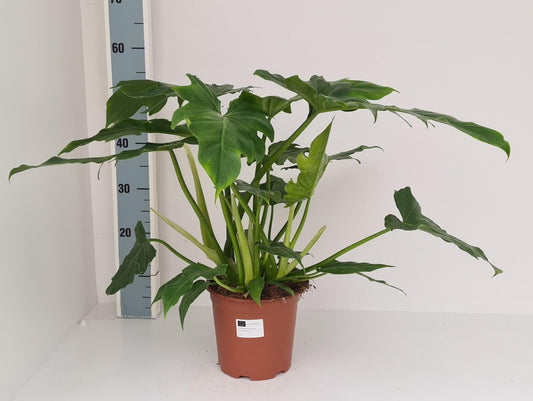 Philodendron Lacerum - Tropische Eleganz - Luftreinigende grüne Zimmerpflanze - Ideale Raumgrün 40cm-50cm Höhe - grüne-wurzel