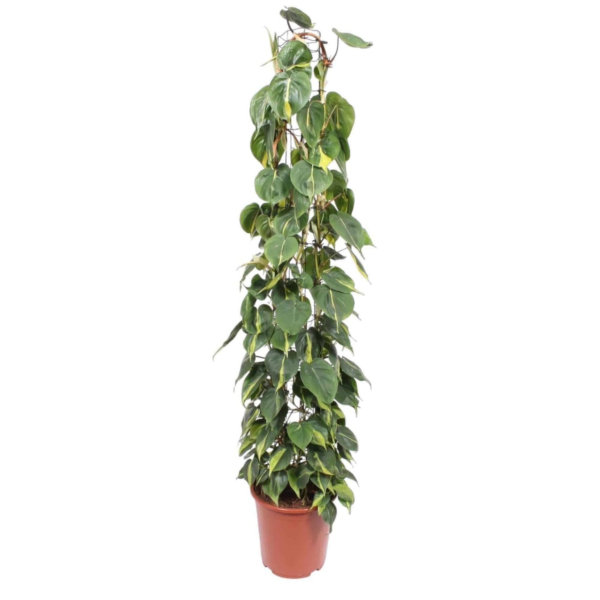 Philodendron Scandens Brasil Gitter - Elegante Kletterpflanze 160cm Höhe grüne Zimmerpflanze Hohe Pflanze - grüne-wurzel