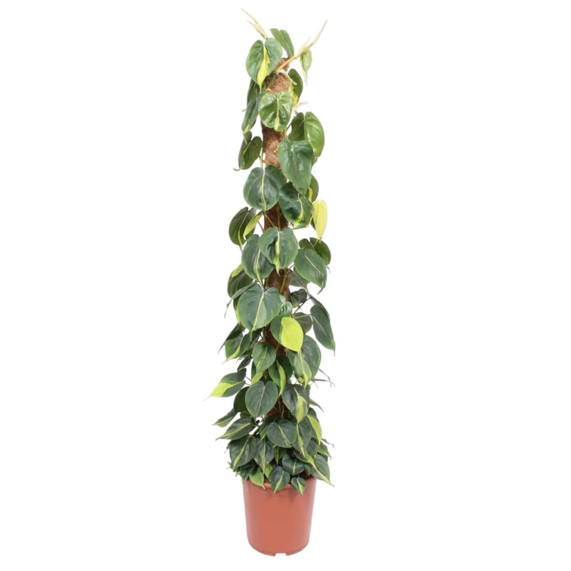 Philodendron Scandens Brasil Moosstab – Kletternde Zimmerpflanze 150cm Höhe grüne Kletterpflanze - grüne-wurzel