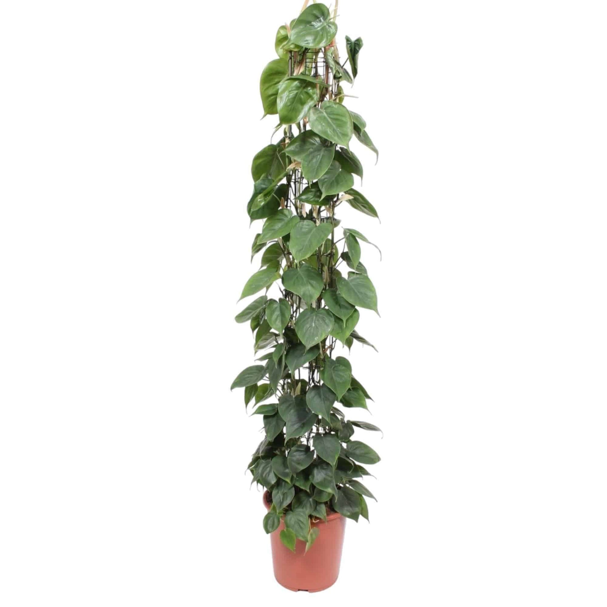 Philodendron Scandens Gitter – Eleganter Kletterphilodendron Ø27cm – Höhe 160cm Kletterpflanze grüne Zimmerpflanze - grüne-wurzel