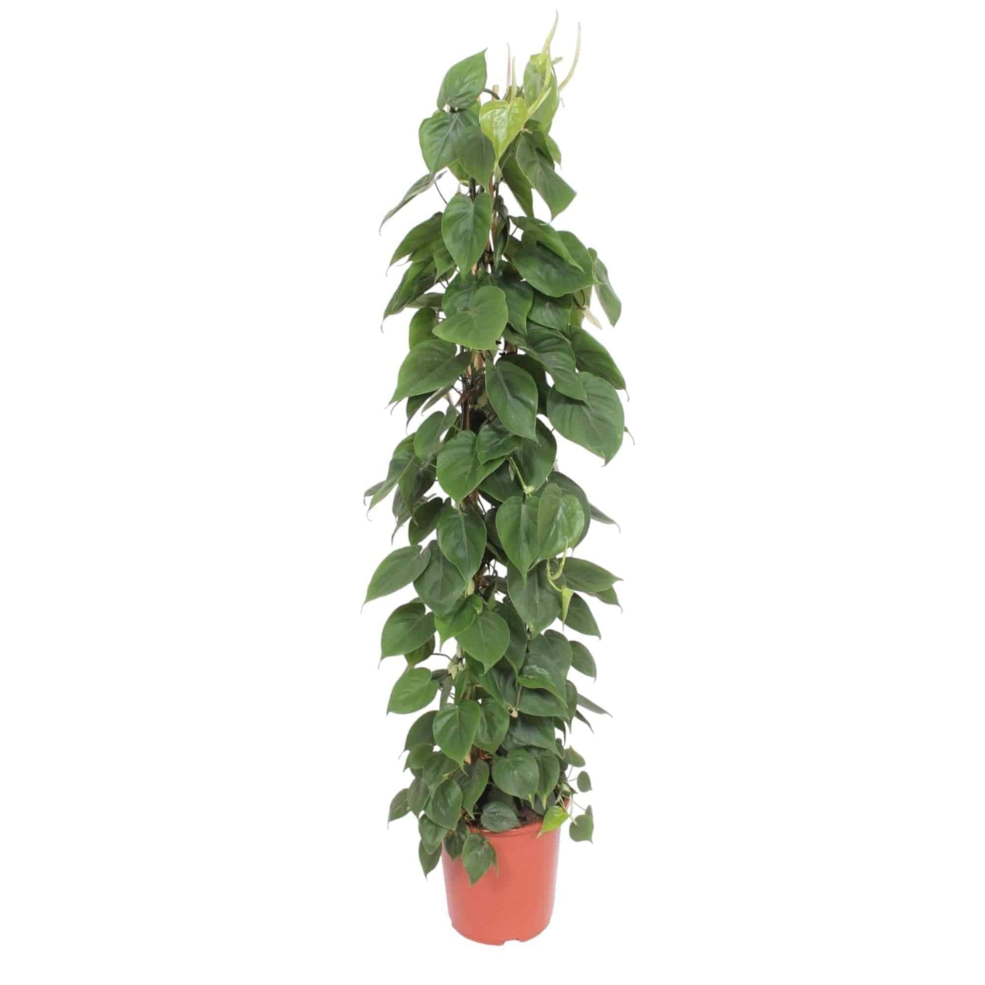 Philodendron Scandens Gitter – Kletternder Herzblattphilodendron 150 cm Höhe grüne Kletterpflanze Zimmerpflanze - grüne-wurzel