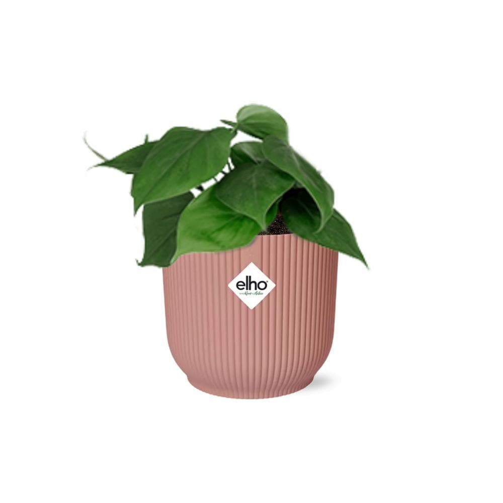 Philodendron Scandens – Lebhaftes Grün im ELHO Vibes Fold Topf Ø14cm – Rosa Akzente Zimmerpflanze mit Topf - grüne-wurzel