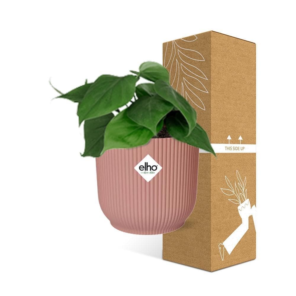 Philodendron Scandens – Lebhaftes Grün im ELHO Vibes Fold Topf Ø14cm – Rosa Akzente Zimmerpflanze mit Topf - grüne-wurzel