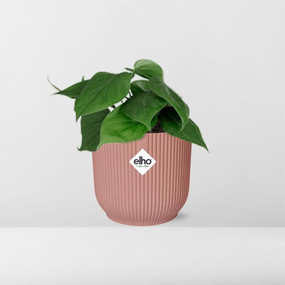 Philodendron Scandens – Lebhaftes Grün im ELHO Vibes Fold Topf Ø14cm – Rosa Akzente Zimmerpflanze mit Topf - grüne-wurzel