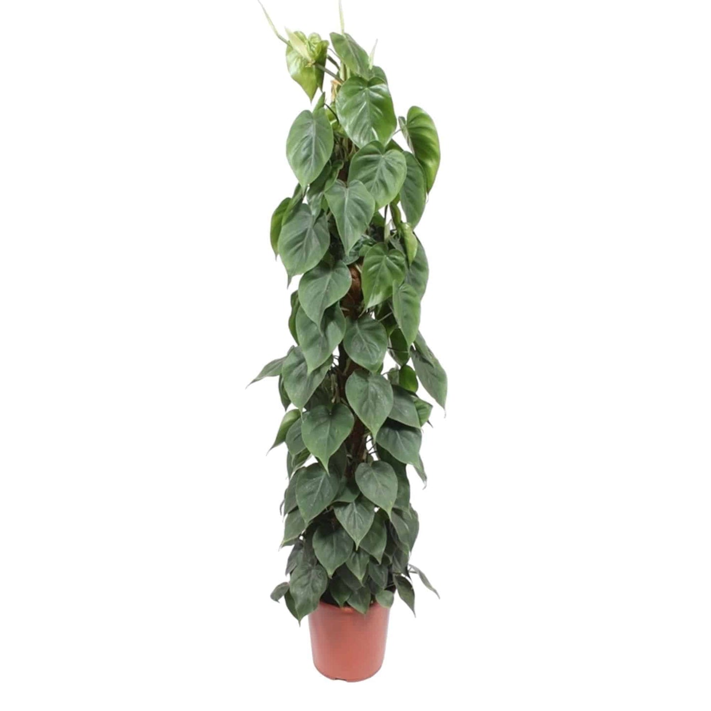 Philodendron Scandens Moosstab - Klassische Kletterpflanze, 150 cm Höhe, 27 cm Durchmesser - Perfekt für Büro und Zuhause Zimmerpflanze Büropflanze - grüne-wurzel