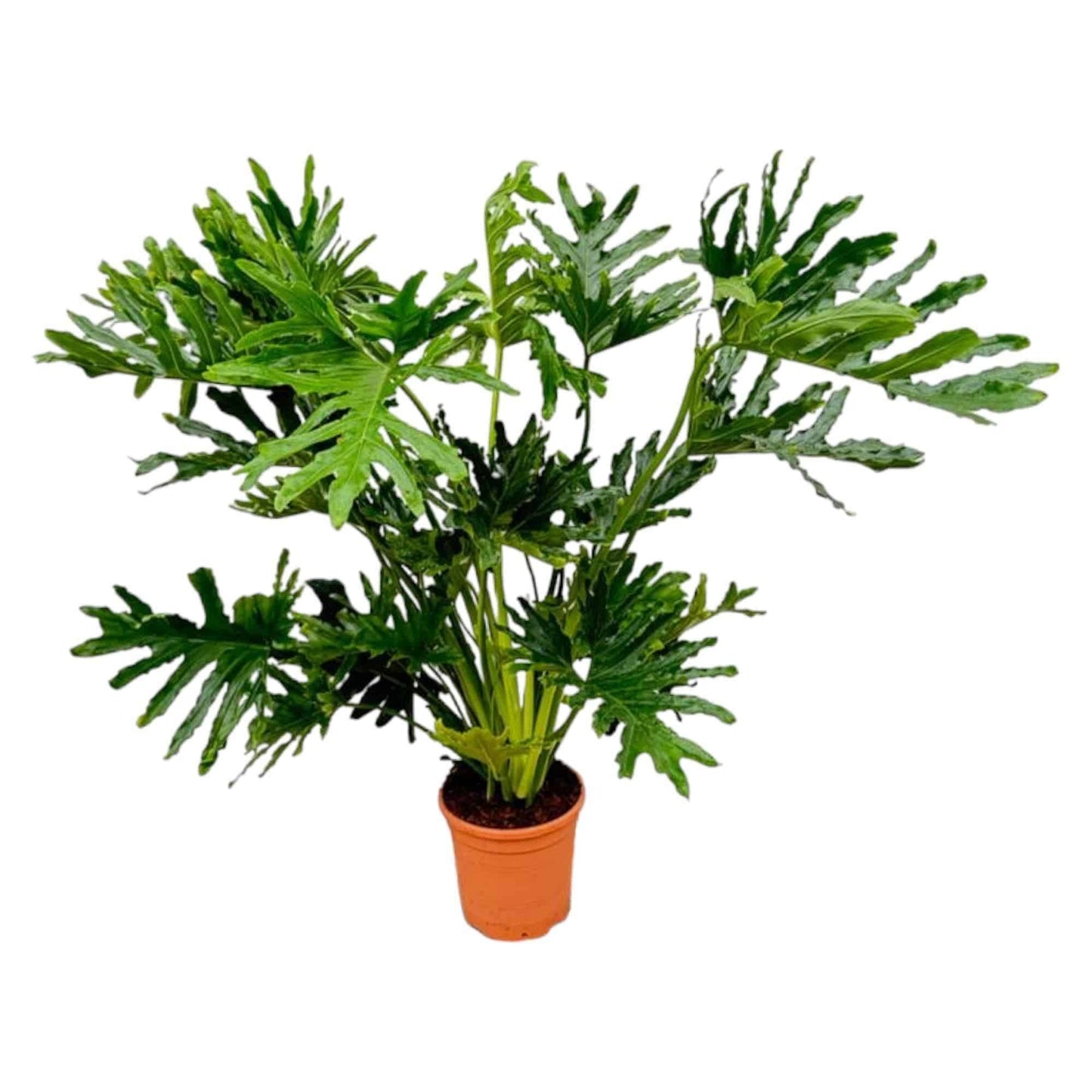 Philodendron Selloum 150 cm - Luftreinigende Tropische Büropflanze Ø30cm Zimmerpflanze - grüne-wurzel